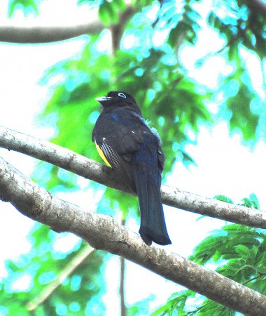 Photo (13): Black-headed Trogon