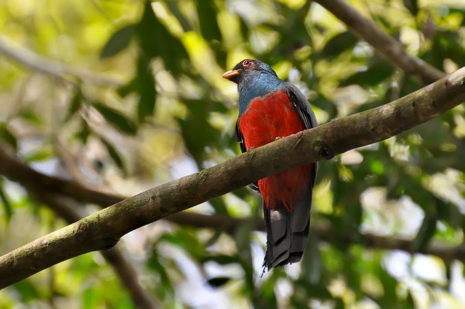 Photo (2): Black-tailed Trogon