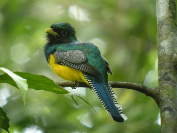 Photo (1): Black-throated Trogon