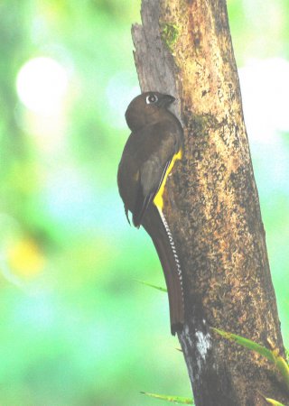 Photo (9): Black-throated Trogon