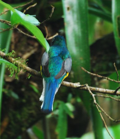 Photo (7): Black-throated Trogon
