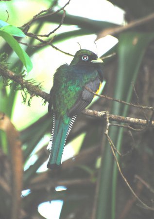 Photo (5): Black-throated Trogon