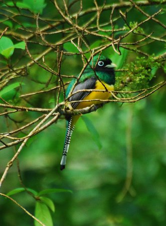 Photo (3): Black-throated Trogon