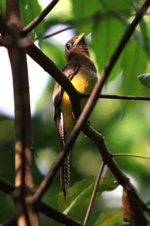 Photo (6): Black-throated Trogon
