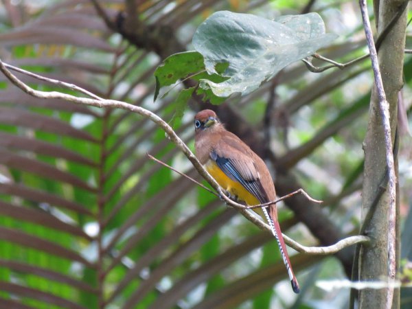 Photo (4): Black-throated Trogon