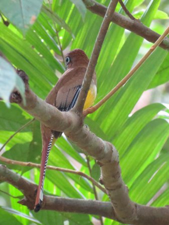 Photo (8): Black-throated Trogon