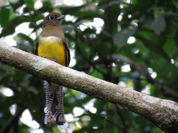 Photo (2): Black-throated Trogon