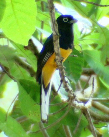 Photo (7): Green-backed Trogon