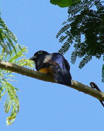 Photo (10): Green-backed Trogon