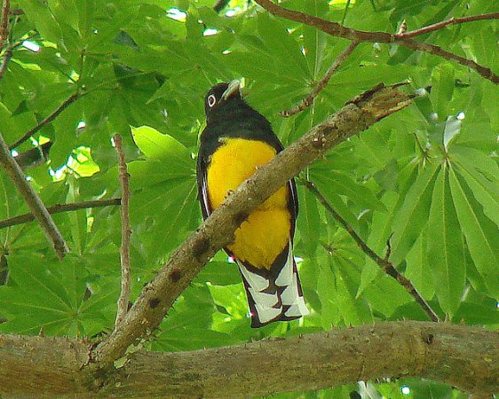 Photo (3): Green-backed Trogon