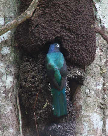 Photo (5): Green-backed Trogon
