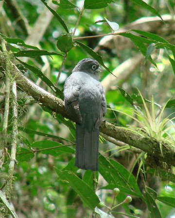 Photo (6): Green-backed Trogon