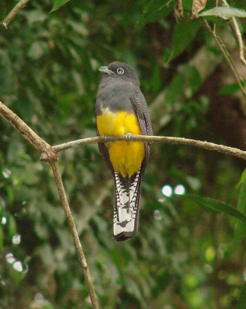Photo (2): Green-backed Trogon