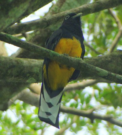 Photo (8): Green-backed Trogon