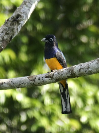 Photo (1): Green-backed Trogon
