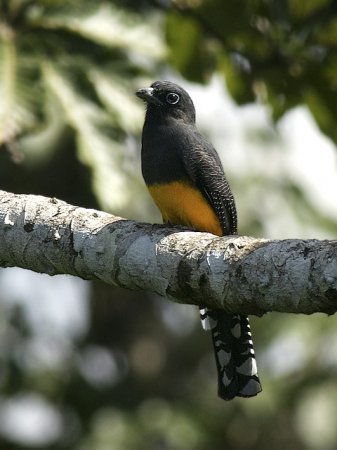 Photo (4): Green-backed Trogon