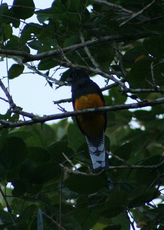 Photo (9): Green-backed Trogon