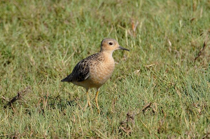 Photo (6): Buff-breasted Sandpiper