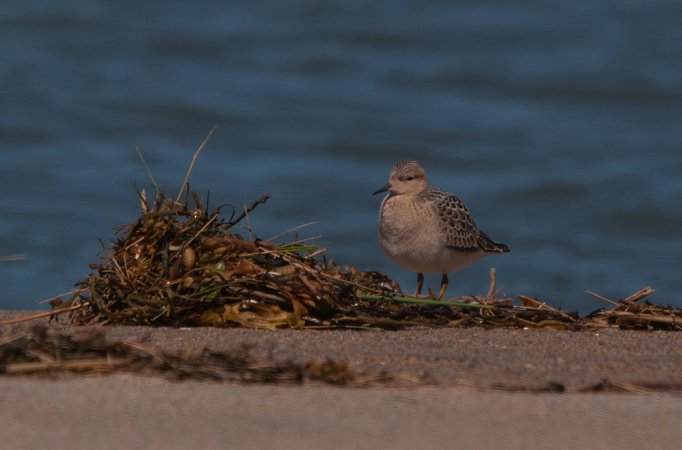 Photo (13): Buff-breasted Sandpiper