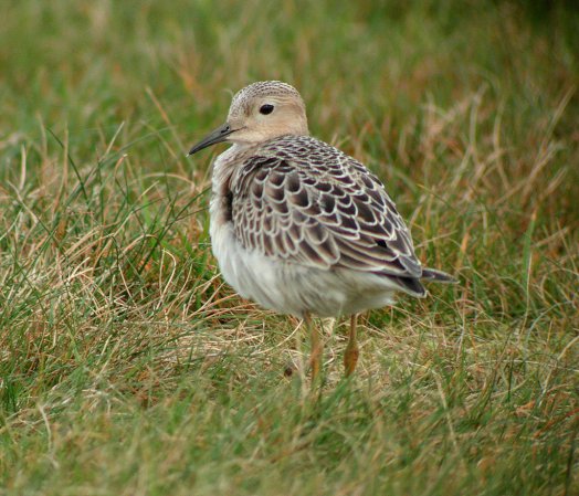 Photo (7): Buff-breasted Sandpiper