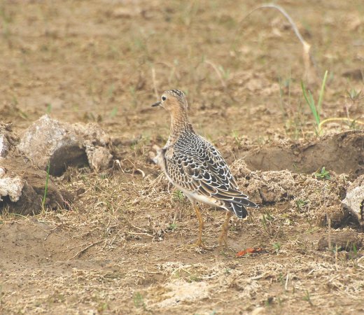 Photo (9): Buff-breasted Sandpiper