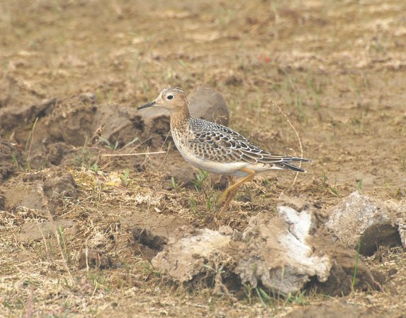 Photo (8): Buff-breasted Sandpiper