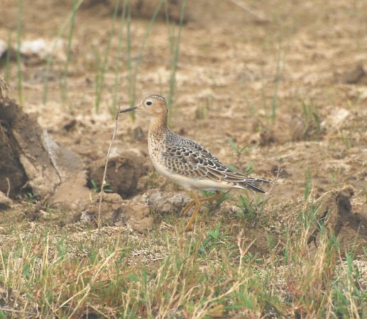 Photo (10): Buff-breasted Sandpiper