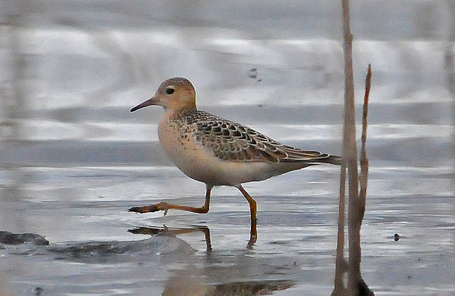 Photo (11): Buff-breasted Sandpiper