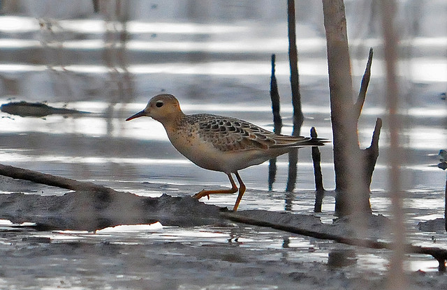 Photo (12): Buff-breasted Sandpiper