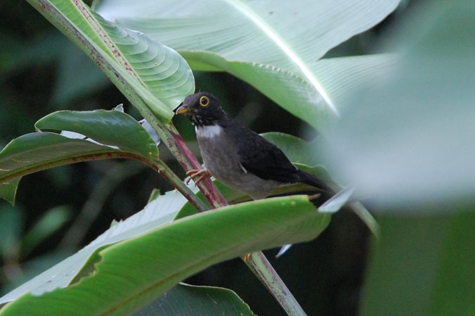 Photo (3): White-throated Thrush