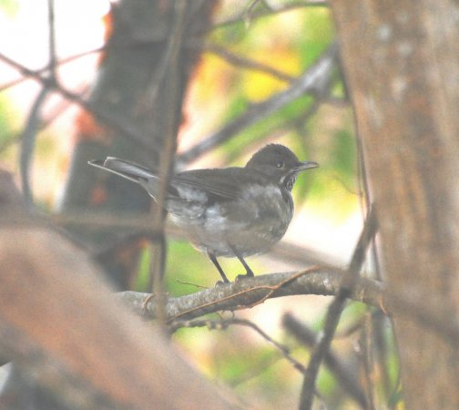 Photo (6): White-throated Thrush