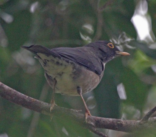 Photo (4): White-throated Thrush