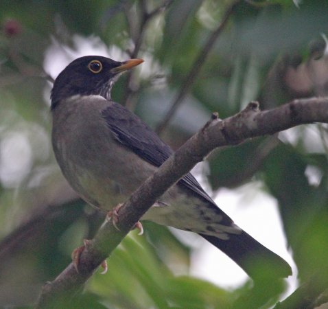 Photo (5): White-throated Thrush