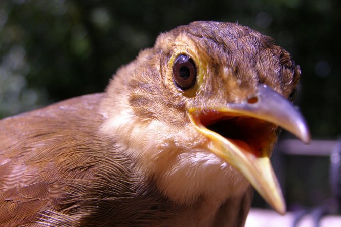 Photo (7): White-throated Thrush