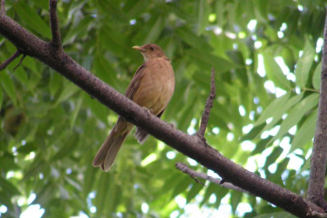 Photo (22): Clay-colored Thrush