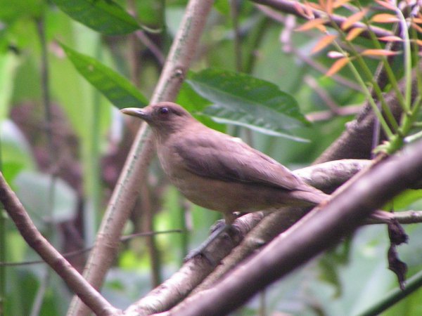 Photo (14): Clay-colored Thrush