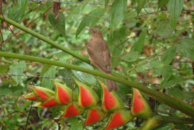Photo (19): Clay-colored Thrush