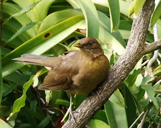 Photo (12): Clay-colored Thrush
