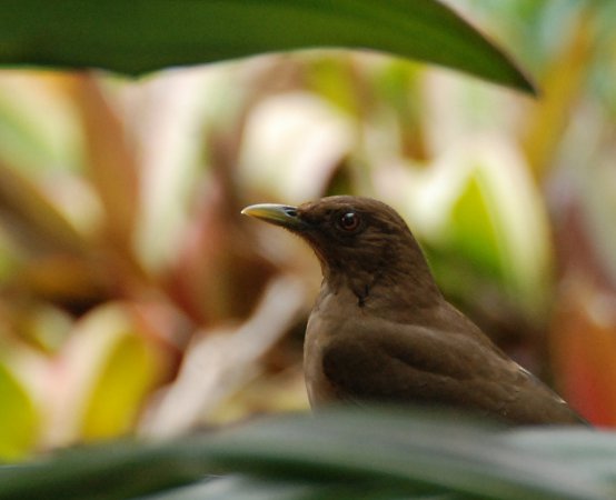 Photo (5): Clay-colored Thrush