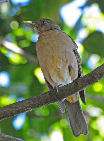 Photo (20): Clay-colored Thrush