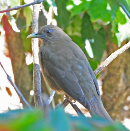 Photo (17): Clay-colored Thrush