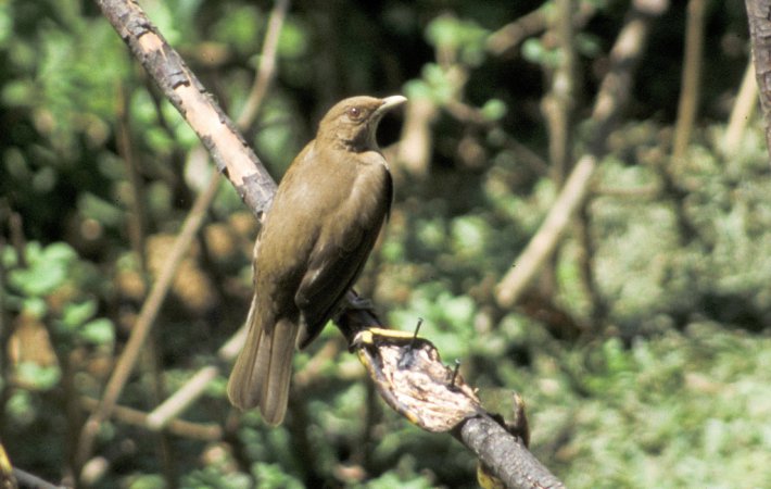 Photo (18): Clay-colored Thrush