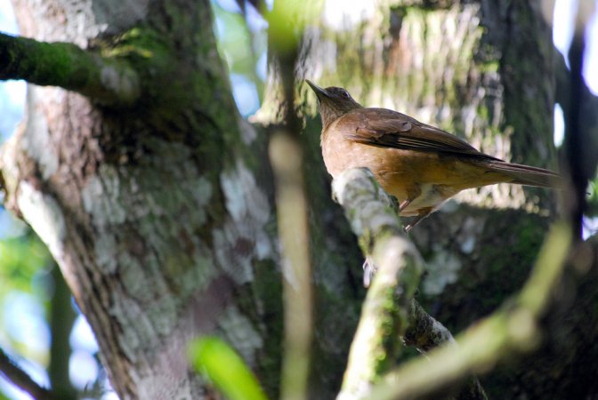 Photo (15): Clay-colored Thrush
