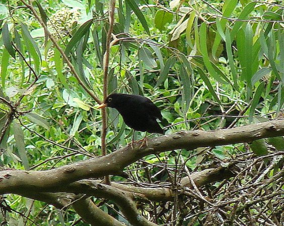 Photo (2): Black Thrush