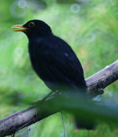 Photo (1): Black Thrush