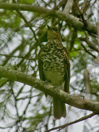 Photo (1): Marañon Thrush