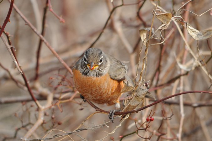 Photo (2): American Robin
