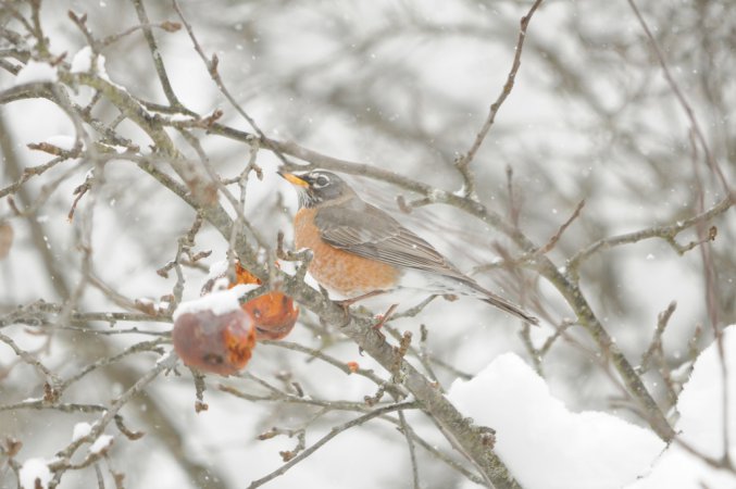 Photo (19): American Robin
