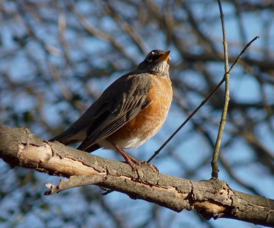 Photo (4): American Robin