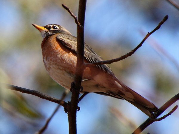 Photo (17): American Robin